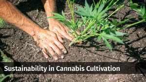 Image for a Sustainability in Cannabis Cultivation series