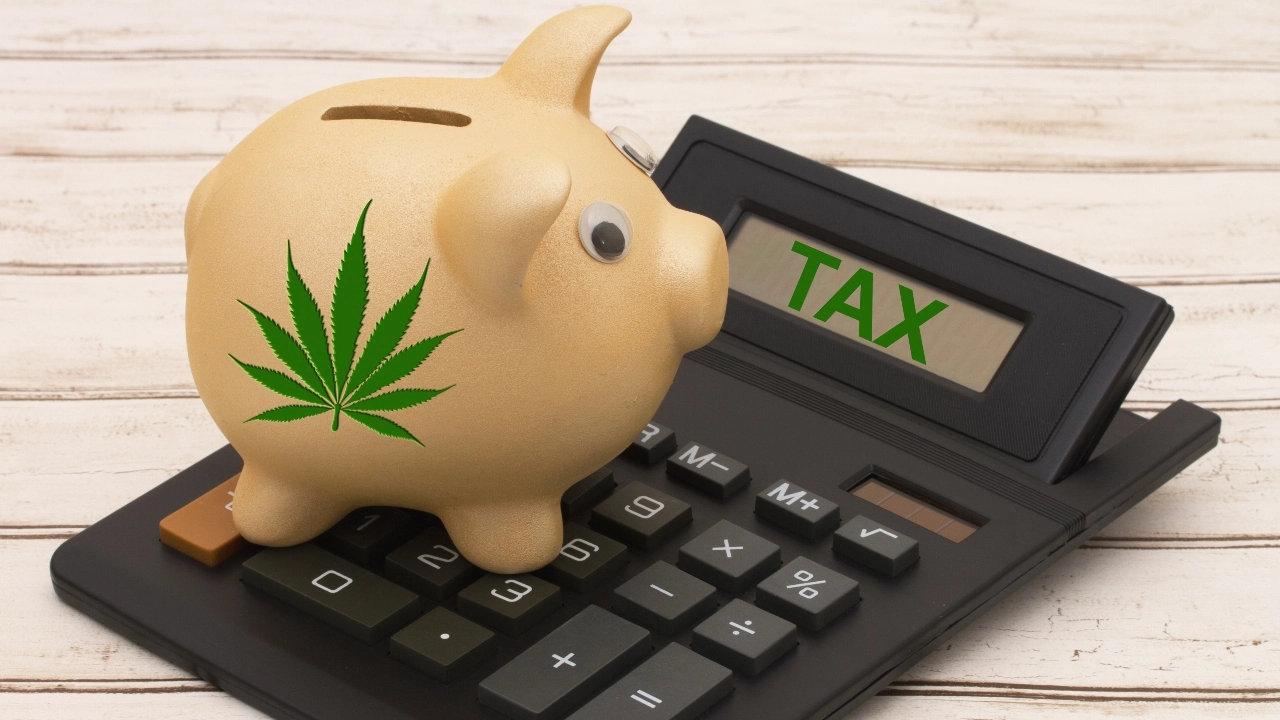 Image of a piggy bank, bearing a marijuana leaf, sitting atop a calculator showing the word TAX