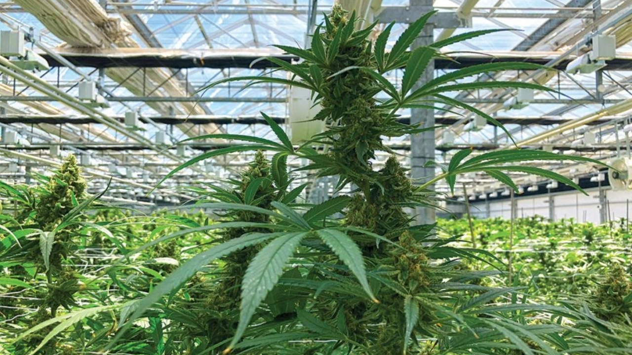 Image of a cannabis plant
