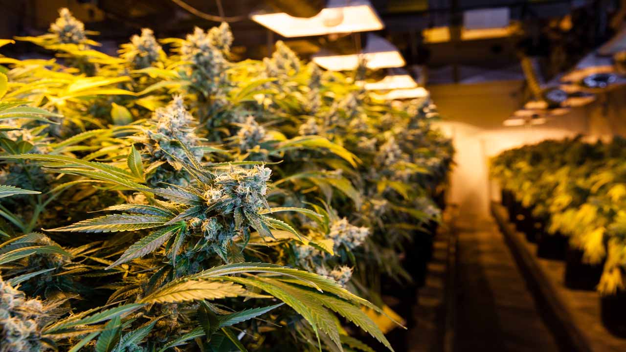 Image of marijuana in an indoor grow room