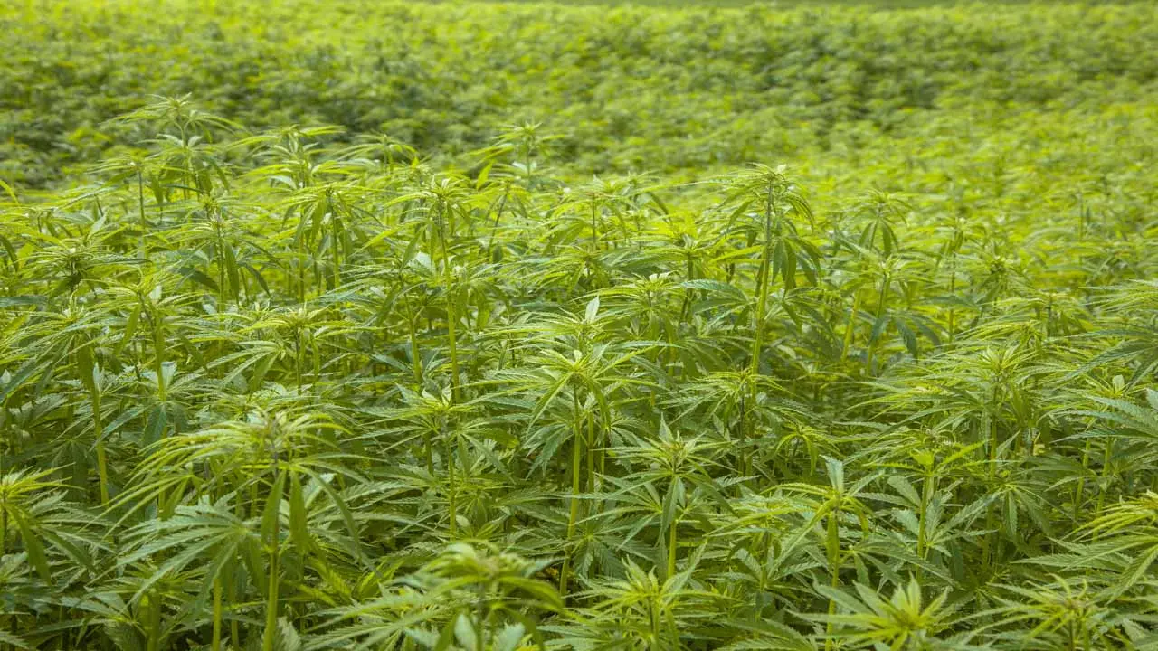 Image of hemp plants