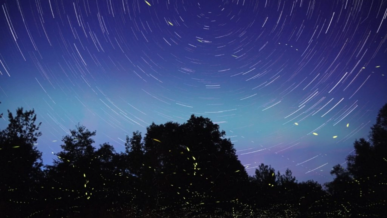 Firefly research aims to help cannabis growers understand trichomes