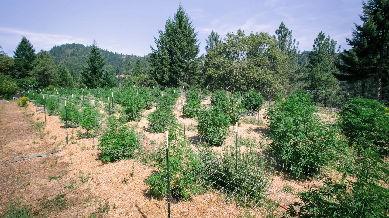 Image of a cannabis crop in Mendocino County, California