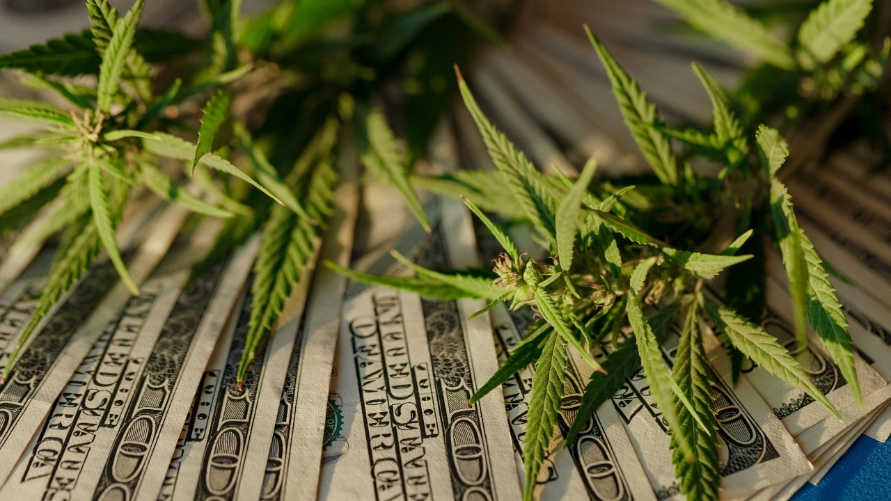 Image of cannabis sitting atop $100 bills