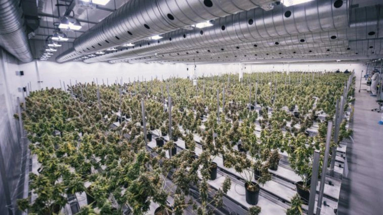 Image of a Bedrocan cultivation facility