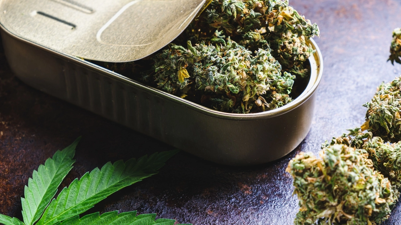 Image of a marijuana tin containing cannabis buds