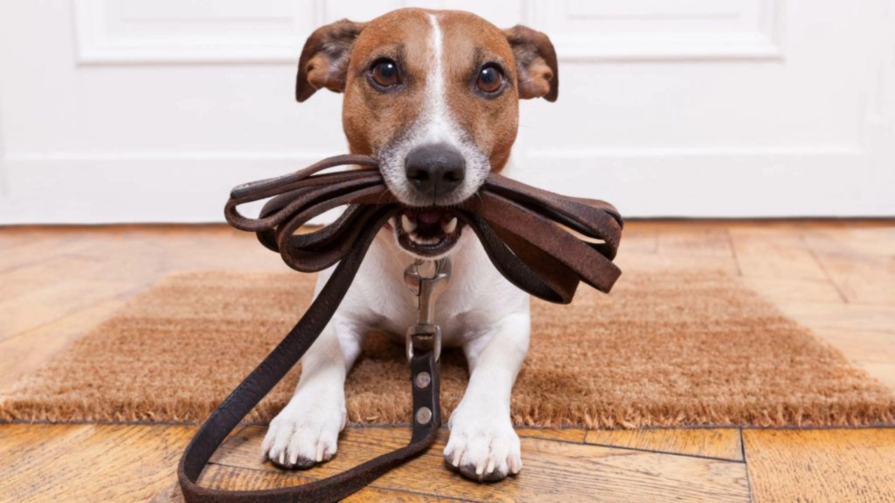Image of a dog holding its leash