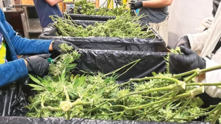 Image of cannabis being harvested