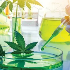 Image depicting cannabis research