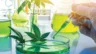 Image depicting cannabis research