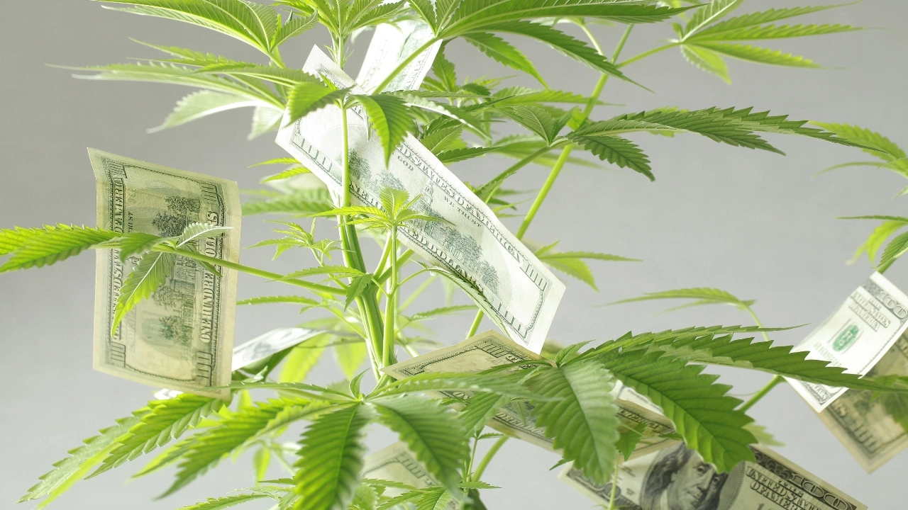 Image of $100 bills hanging on a cannabis plant.