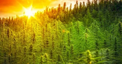 Image of the bright sun hovering over a field of cannabis.