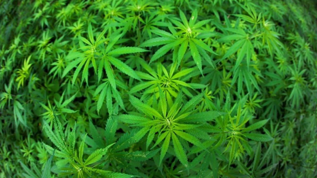 Image of a marijuana field.