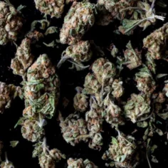 Image of dried cannabis buds