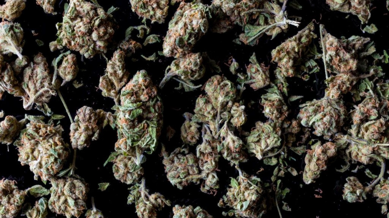 Image of dried cannabis buds