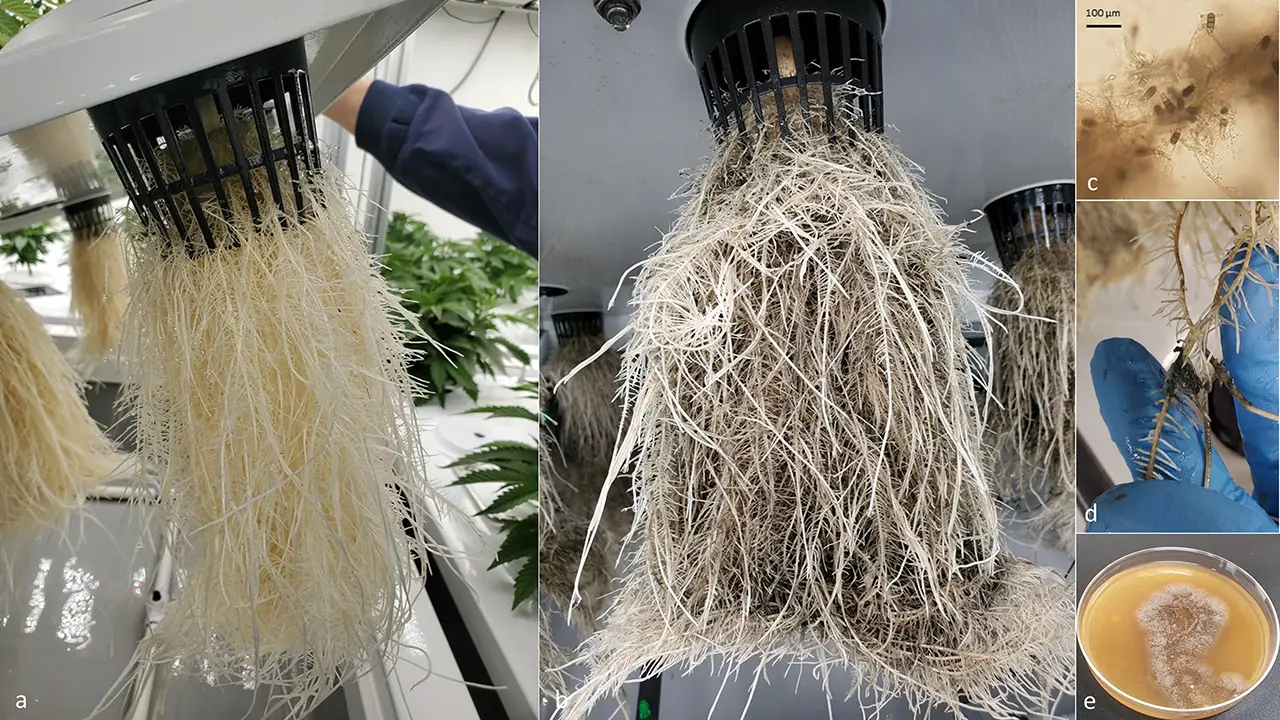 new-research-confirms-plant-killing-black-root-rot-in-marijuana-facility