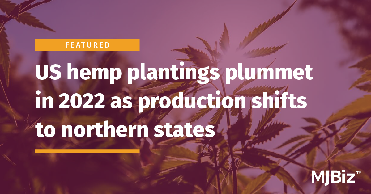 US hemp plantings plummet in 2022 as production shifts to northern states