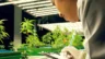 Image of a worker recording data about cannabis plants