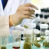 Image of the marijuana testing process