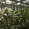 Image of an indoor cannabis grow
