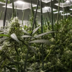 Image of an indoor cannabis grow