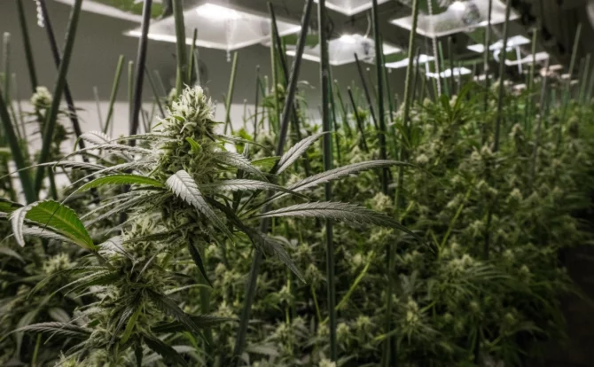 Image of an indoor cannabis grow