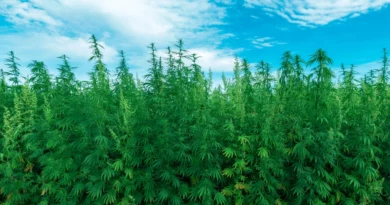 Image of a field of hemp under a cloudy, blue sky