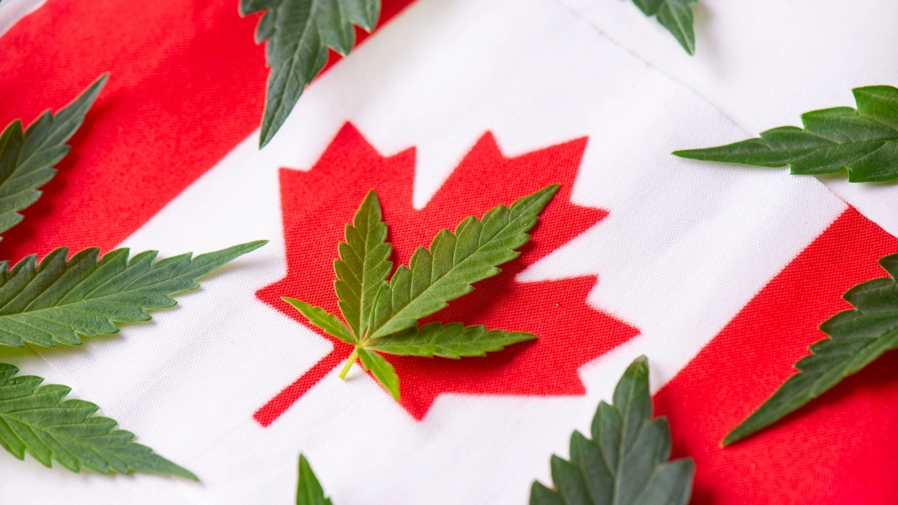 Image of cannabis leaves sitting atop a Canadian flag