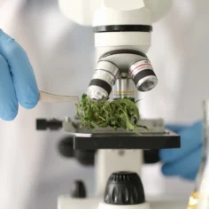 Image of a chemist examining dry cannabis under a microscope