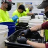 Image of cannabis trimmers at work