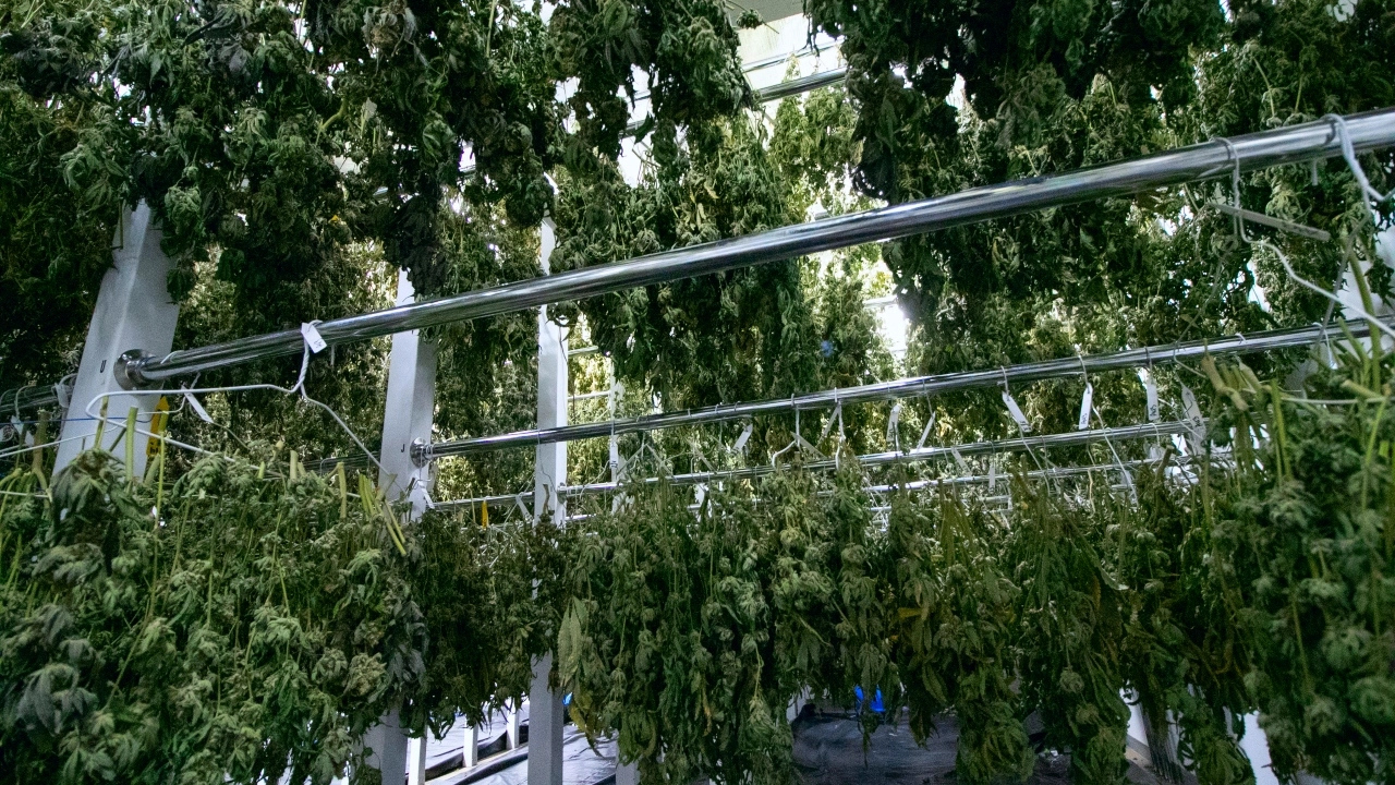 Image of cannabis plants hanging on a drying rack