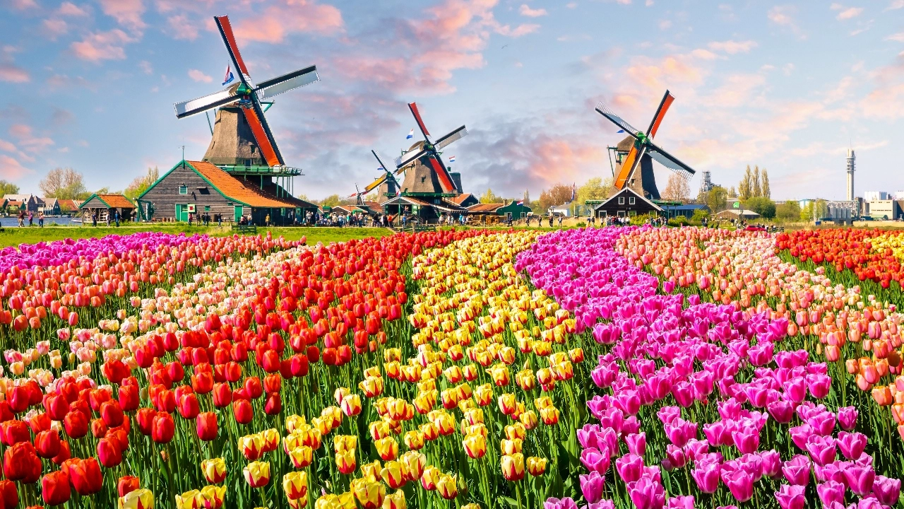 Image of multicolored tulips, with windmills in the background, in the Zaanse Schans neighborhood of Zaandam, Netherlands