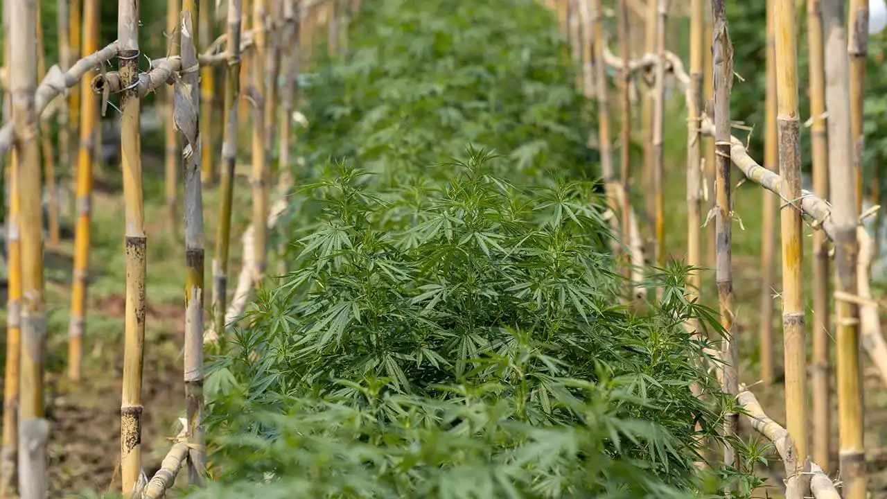 Image of a commercial cannabis farm in Thailand