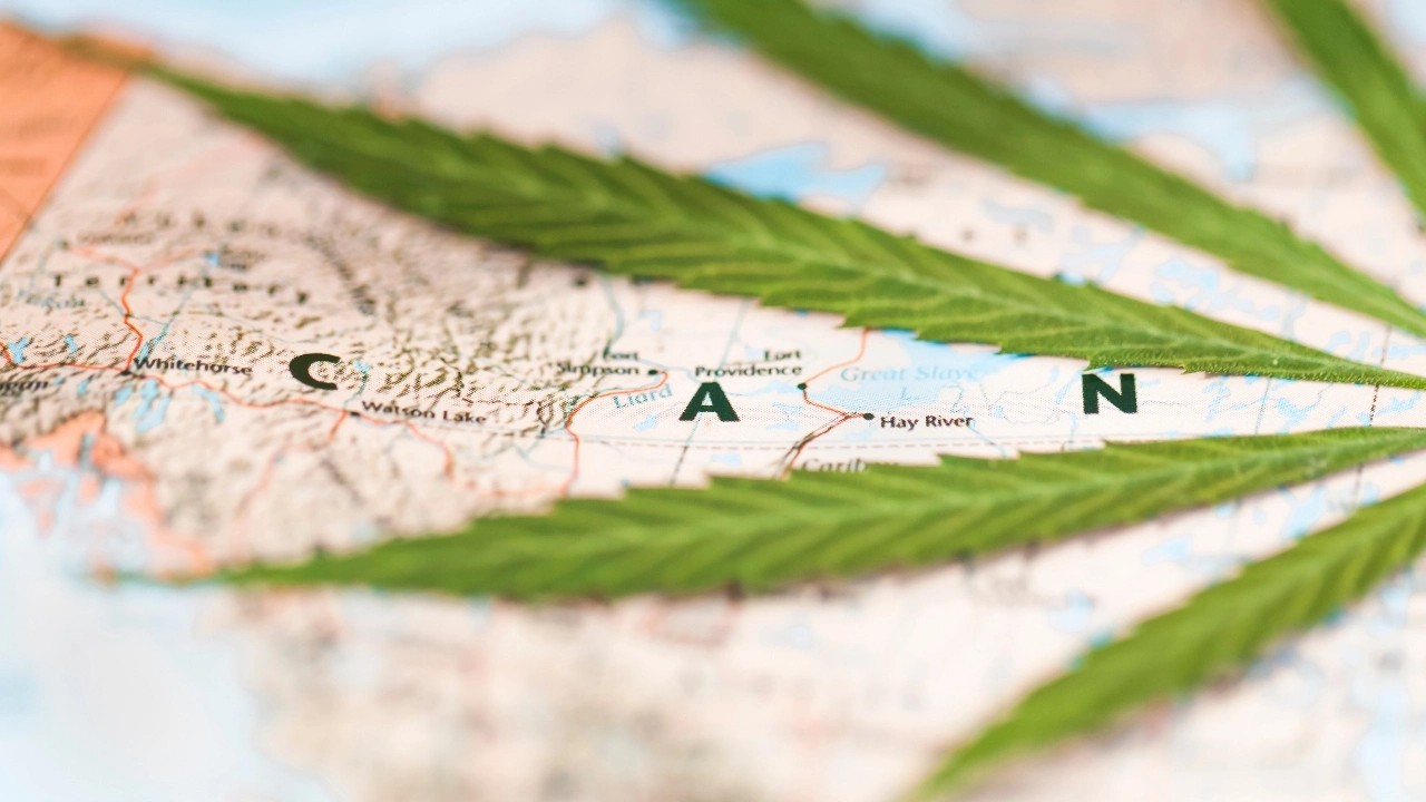 Canopy Growth alum McCarthy takes helm of Cannabis Council of Canada