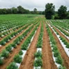 Image of a hemp field