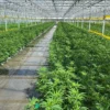 Interior image of Glass House Brands' cultivation facility in Camarillo, California