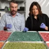 Image of Colt Power and Kim Flores sorting hemp-infused gummies at Power Biopharms in Euless, Texas.