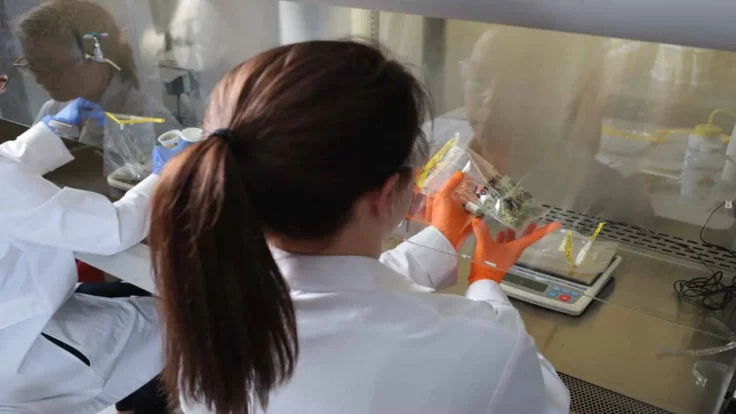 Image of cannabis lab testing