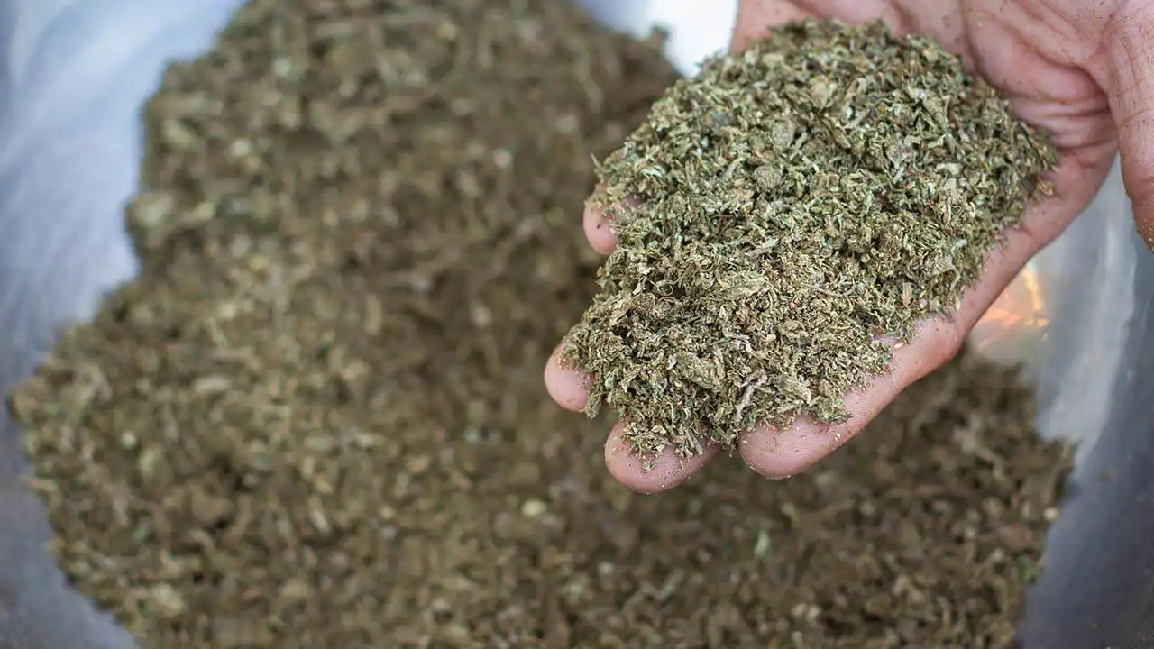 Image of ground cannabis