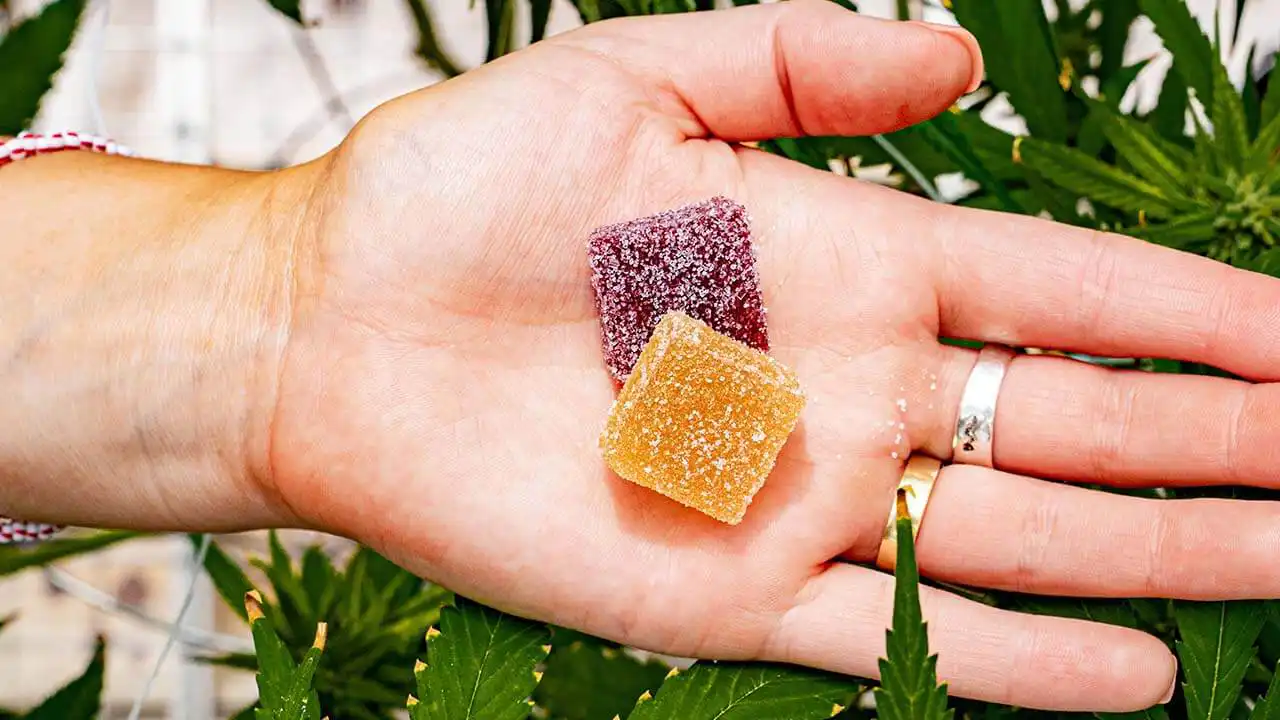 Image of two cannabis-infused gummies in palm of a hand