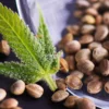 Image of cannabis leaf and seeds