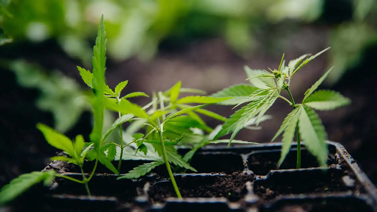 How To Grow Marijuana: Beginner's Step-by-Step Guide