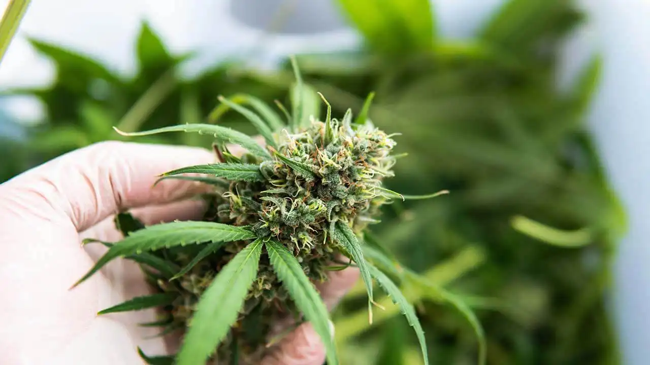 AdobeStock_369526953 Cannabis flower during leaf pulling