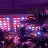Image of lights at a cannabis cultivation grow