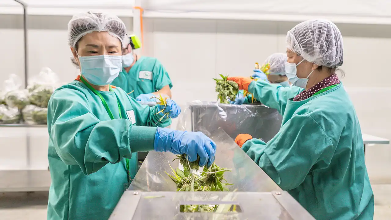 Image of Eteros Mobius trimmer for cannabis.