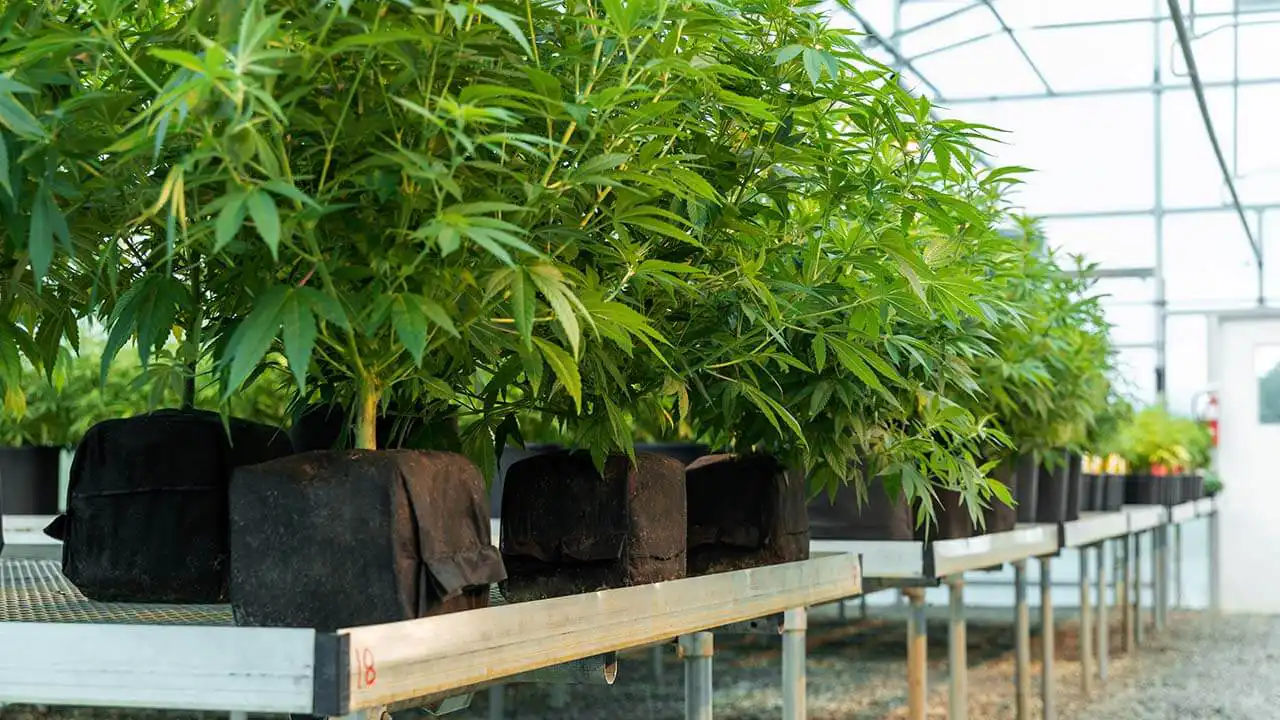 Image of greenhouse grow using Botanicare CocoPro.