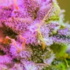 Macro image of a cannabis bud