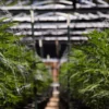 Interior image of an indoor cannabis grow in California