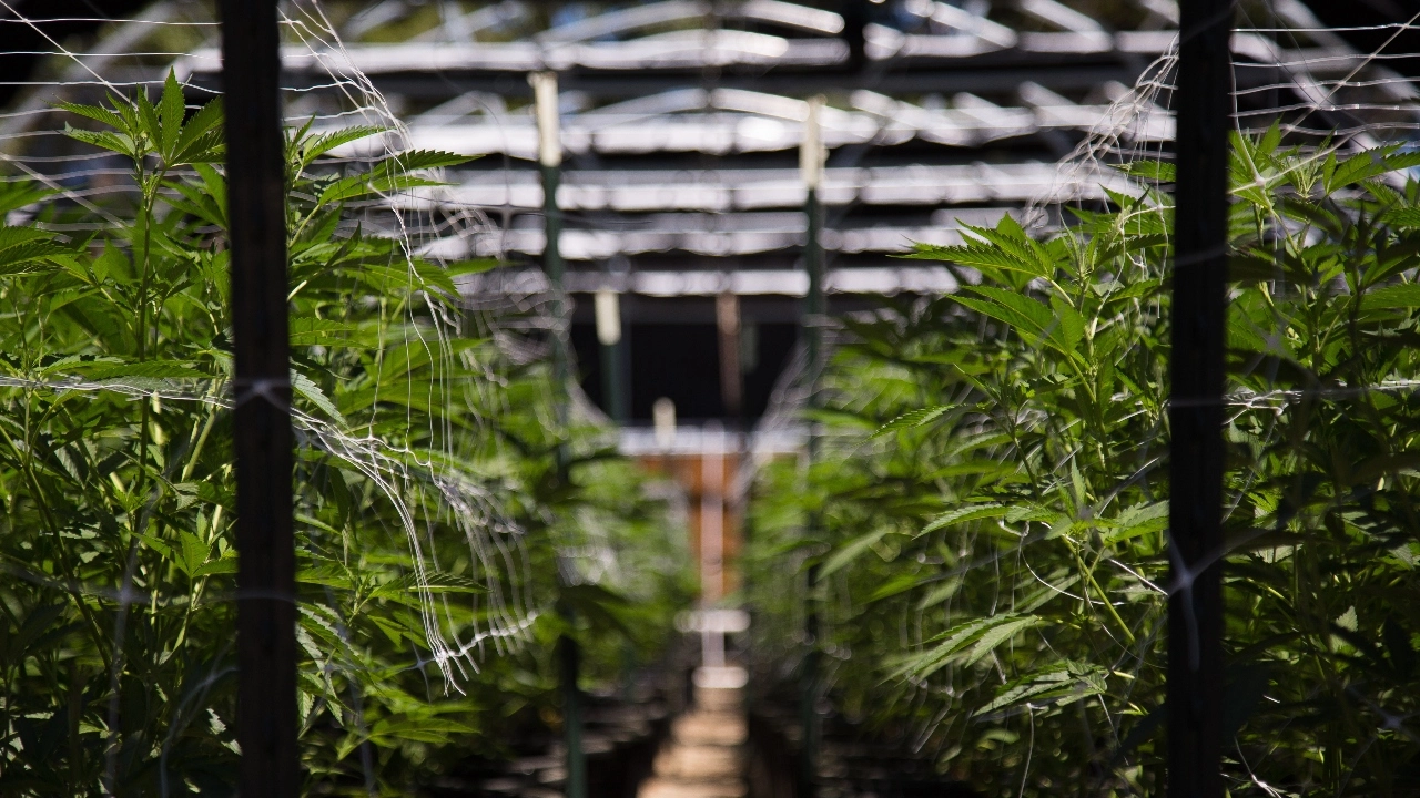 Interior image of an indoor cannabis grow in California 