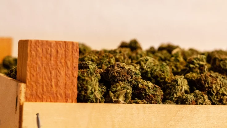 Image of cannabis buds in a shipping crate